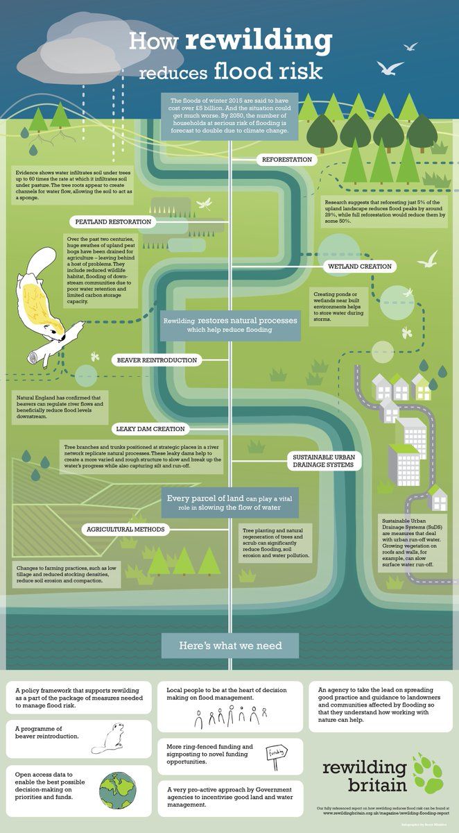 With last week's news of beaver reintroduction to the Forest of Dean, here's a reminder of how rewilding reduces flood risk 🌳🌧🌳