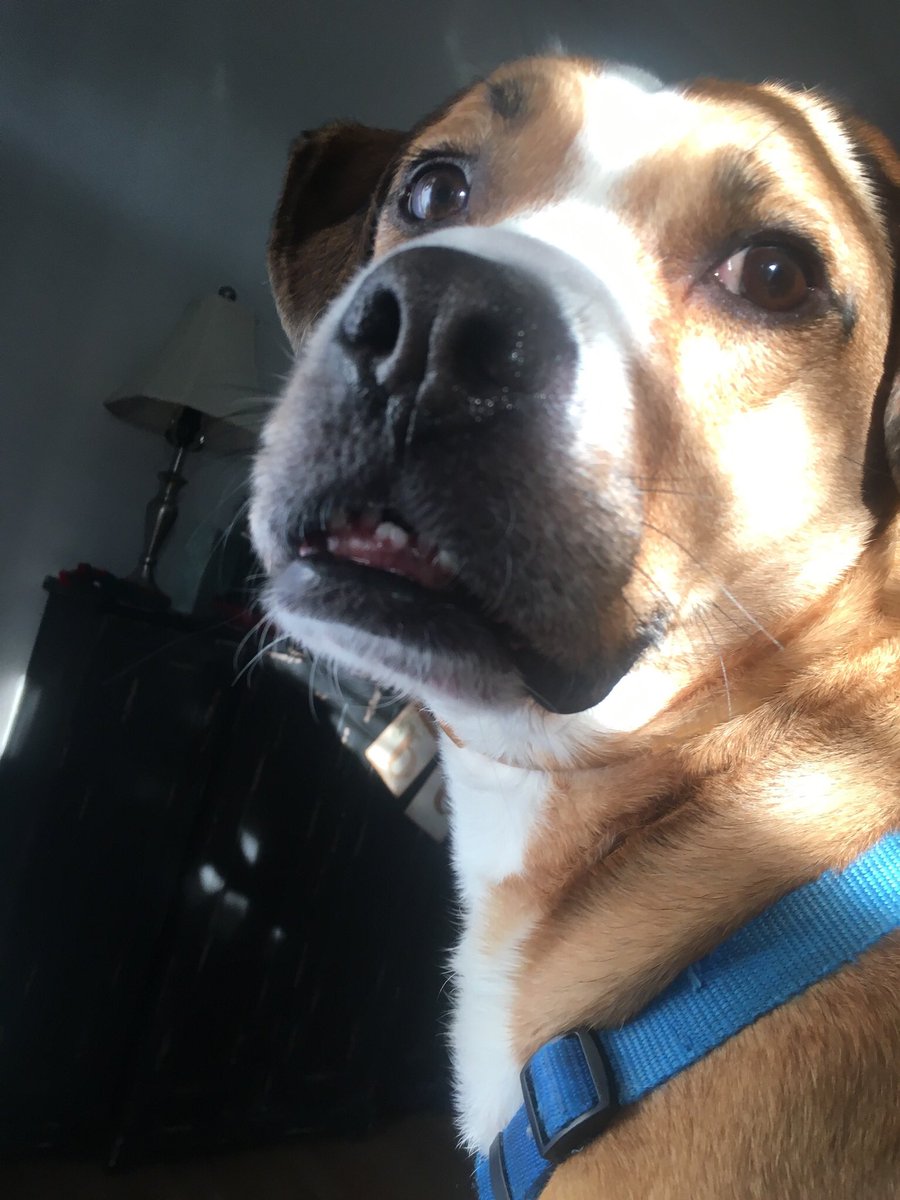 LibbsLife's tweet image. My nephew Scout. He’s over for a visit. Don’t mind as long as he don’t sit on dad’s lap!