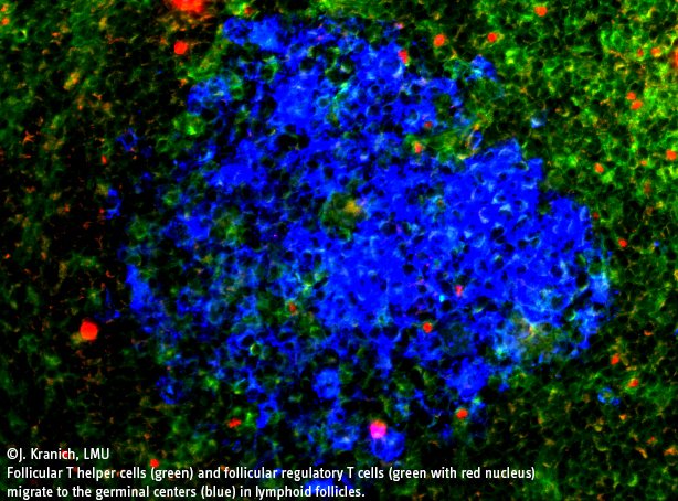 HelmholtzMunich's tweet photo. Modulating immune responses. Immunologist Prof. Dr. Vigo Heissmeyer and team uncovered details of the mechanism by which protein #Roquin controls the function of regulatory regulatory T cells in the adaptive arm of the immune system @ImmunityCP https://t.co/KQyq2CRCRv https://t.co/GBBEMkjxzi