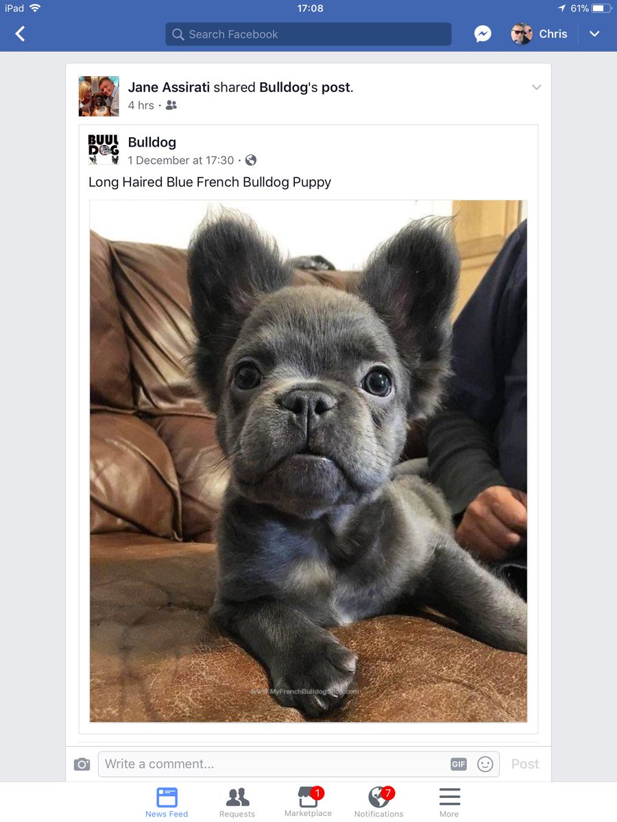 Longhairedfrenchbulldog Hashtag On Twitter