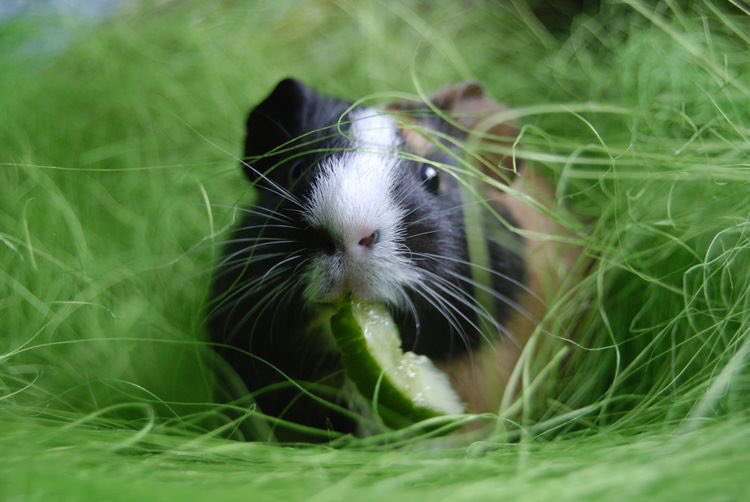 DailyGuineaLips's tweet photo. Mmm edible shelter is the best kind of shelter. #guineapig #cavy https://t.co/BnZfbukKvv