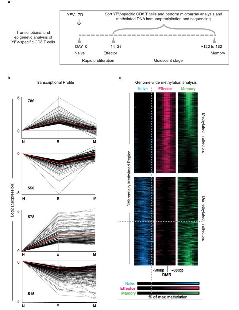 mmw_lmw's tweet photo. #AntigenSpecific #MemoryT cells in Humans | Epigenetic changes establish Effector to Memory Transition | RafiAhmed @EmoryUniversity @nature https://t.co/J2JBSyWfae https://t.co/sGLrpFz9C8