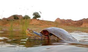 WCSNewsroom's tweet photo. WCS Co-Authored Article: Variation in Reproductive Output of the Red-Crowned Roofed Turtle (Batagur Kachuga) and the Three-Striped Roofed Turtle (Batagur Dhongoka) In the Chambal River Of North India - https://t.co/5ksAZxQzuD - @Briandhorne  @WCSIndia https://t.co/9DRbR7KHGH