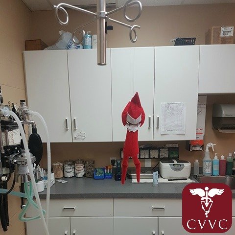 cypressviewvet's tweet photo. Zippy zipping on the IV hanger in prep. What a naughty elf! #elfontheshelf #vetelf https://t.co/zPC1OJBLvt