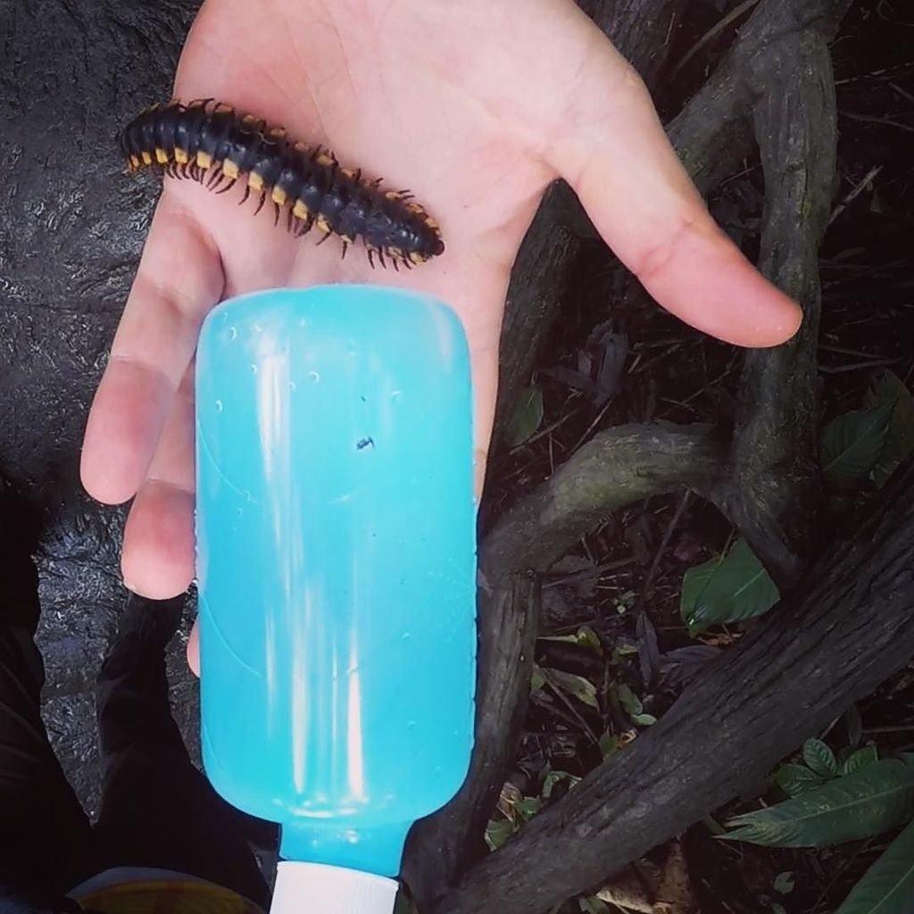 NASOPURE's tweet photo. Would you rather: 
Let a Costa Rican Centipede crawl on your hand OR be without your Nasopure bottle all winter?! Clearly, we would much rather play with Centipedes 😁 https://t.co/Bl8Evuhmfk https://t.co/ZK3vqAVUsa