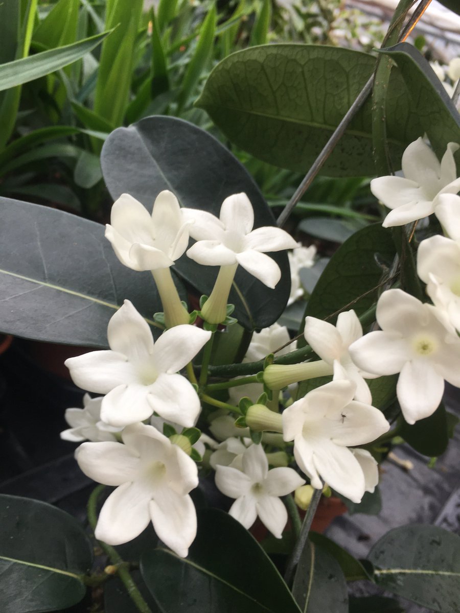 Beautiful display of #Christmas trees and plants in our packhall all being boxed ready for dispatch! 🌲❤️ #picea #stephanotis