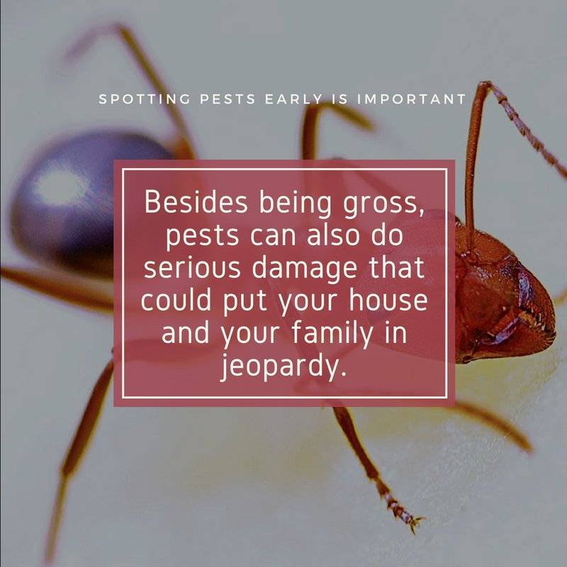 pestcontroltenn's tweet photo. Pests aren't just icky—they can also be dangerous! https://t.co/xXPkjmItYO