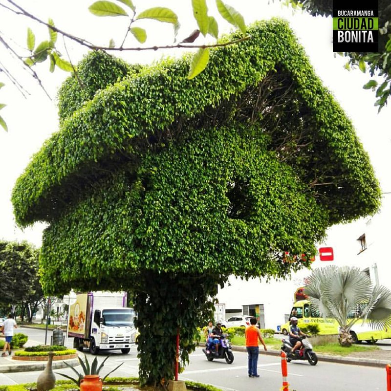 Bucaramanga's tweet photo. La verdadera casita en el árbol. ¿Quién sabe en qué lugar de #Bucaramanga se encuentra ubicada? gracias @ary_betan por la foto #BucaramangaBonita https://t.co/dEffVVJz0S