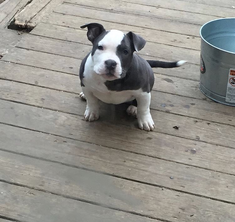 dbdkennels's tweet photo. Ayyy Luca how much you bench now? #americanbully #abkc #muscle #shoulders #puppy #bullypuppies #bullybreed https://t.co/9Gp9nm0iBQ