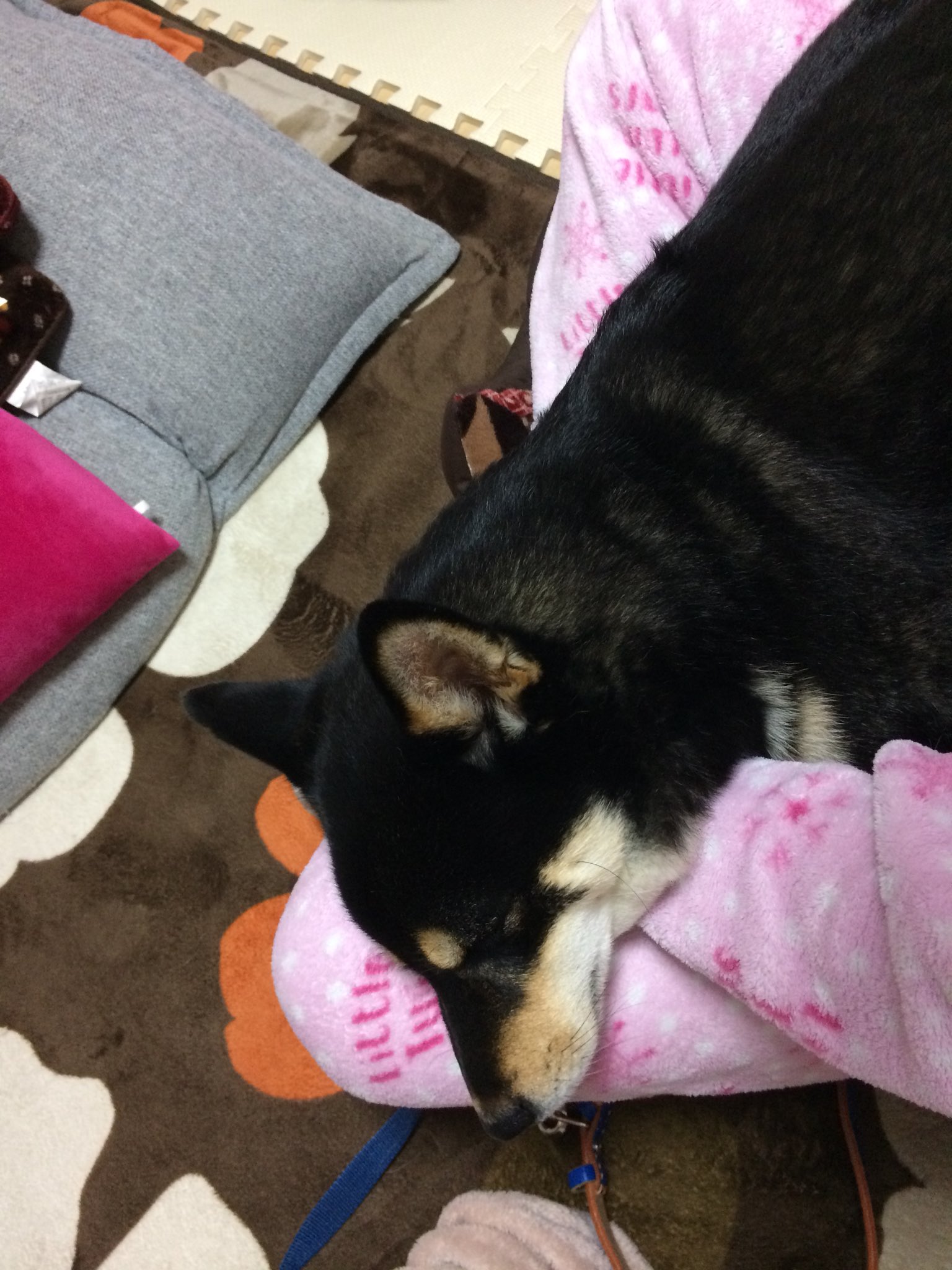 黒柴まぁさん 本名 Maxでござる على تويتر 腹が減っているので獲物は逃さないでござる 拾い食いが治らないまぁさん 寒くなって食欲がさらに増して拾ったものを口から取り出すのに大喧嘩 D 家でも催促ばかり どうにかならないかしら でも抱っこで甘えちゃっ 黒柴まぁさん 本名 Maxでござる على تويتر 腹が減っているので獲物は逃さないでござる 拾い食いが治らないまぁさん 寒くなって食欲がさらに増して拾ったものを口から取り出すのに大喧嘩 D 家でも催促ばかり どうにかならないかしら でも抱っこで甘えちゃっ