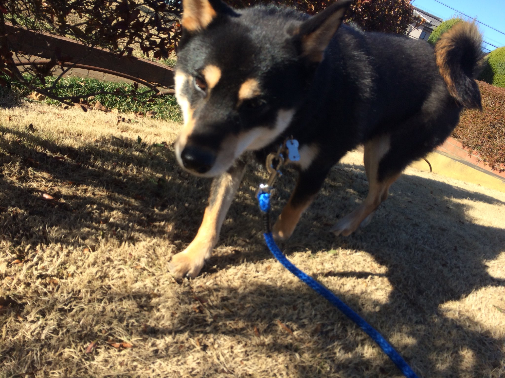 黒柴まぁさん 本名 Maxでござる على تويتر 腹が減っているので獲物は逃さないでござる 拾い食いが治らないまぁさん 寒くなって食欲がさらに増して拾ったものを口から取り出すのに大喧嘩 D 家でも催促ばかり どうにかならないかしら でも抱っこで甘えちゃっ 黒柴まぁさん 本名 Maxでござる على تويتر 腹が減っているので獲物は逃さないでござる 拾い食いが治らないまぁさん 寒くなって食欲がさらに増して拾ったものを口から取り出すのに大喧嘩 D 家でも催促ばかり どうにかならないかしら でも抱っこで甘えちゃっ