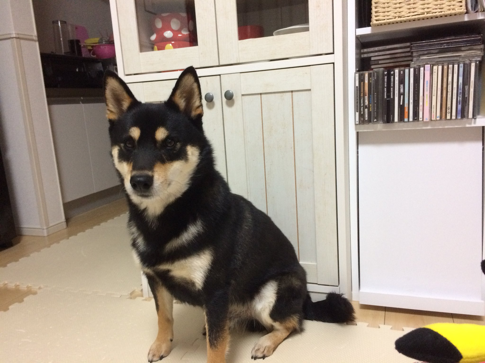 黒柴まぁさん 本名 Maxでござる على تويتر 腹が減っているので獲物は逃さないでござる 拾い食いが治らないまぁさん 寒くなって食欲がさらに増して拾ったものを口から取り出すのに大喧嘩 D 家でも催促ばかり どうにかならないかしら でも抱っこで甘えちゃっ 黒柴まぁさん 本名 Maxでござる على تويتر 腹が減っているので獲物は逃さないでござる 拾い食いが治らないまぁさん 寒くなって食欲がさらに増して拾ったものを口から取り出すのに大喧嘩 D 家でも催促ばかり どうにかならないかしら でも抱っこで甘えちゃっ