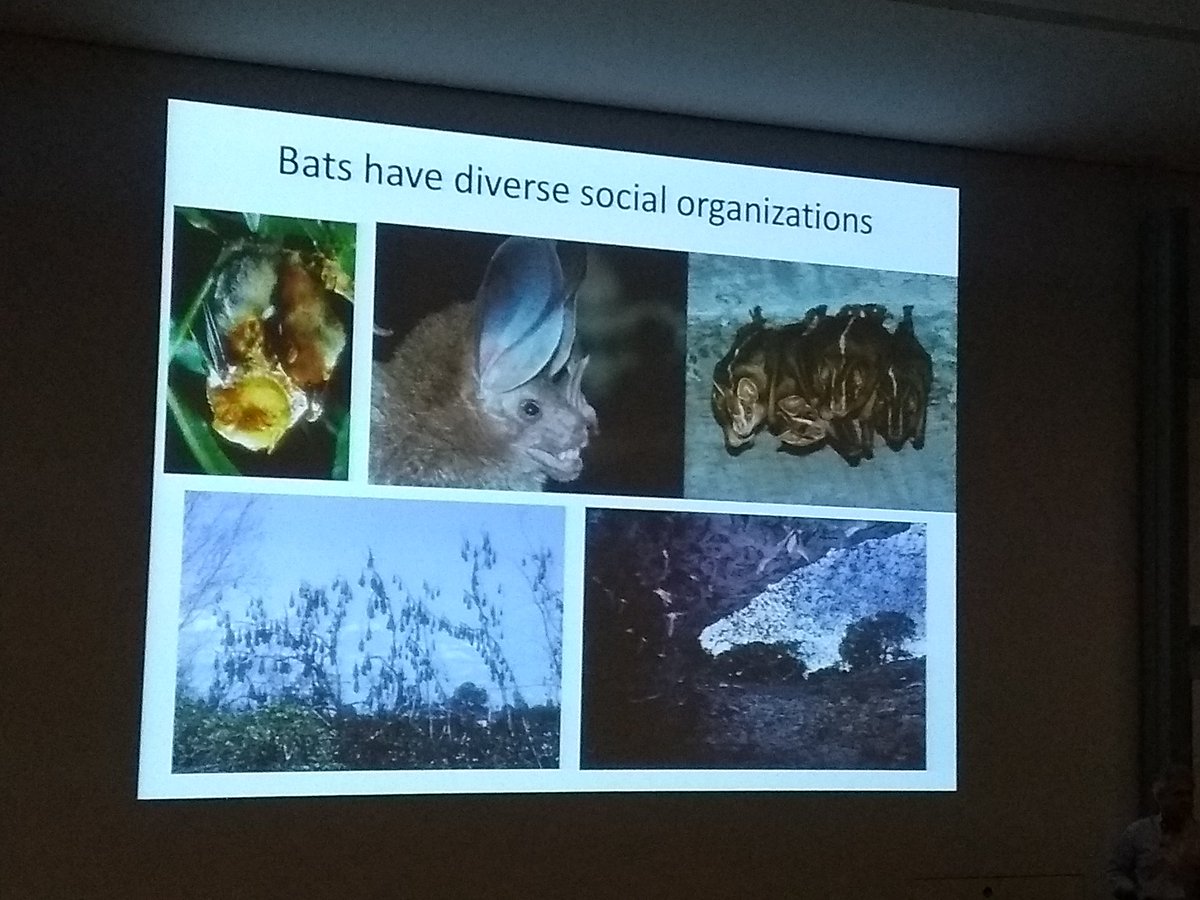 Gerald Wilkinson sharing with us the amazing variety of social systems, social structures and social dynamics in #bat species. But they are also special in diet, longevity and litter size. How do these factors relate to #SocialComplexity? #GFT