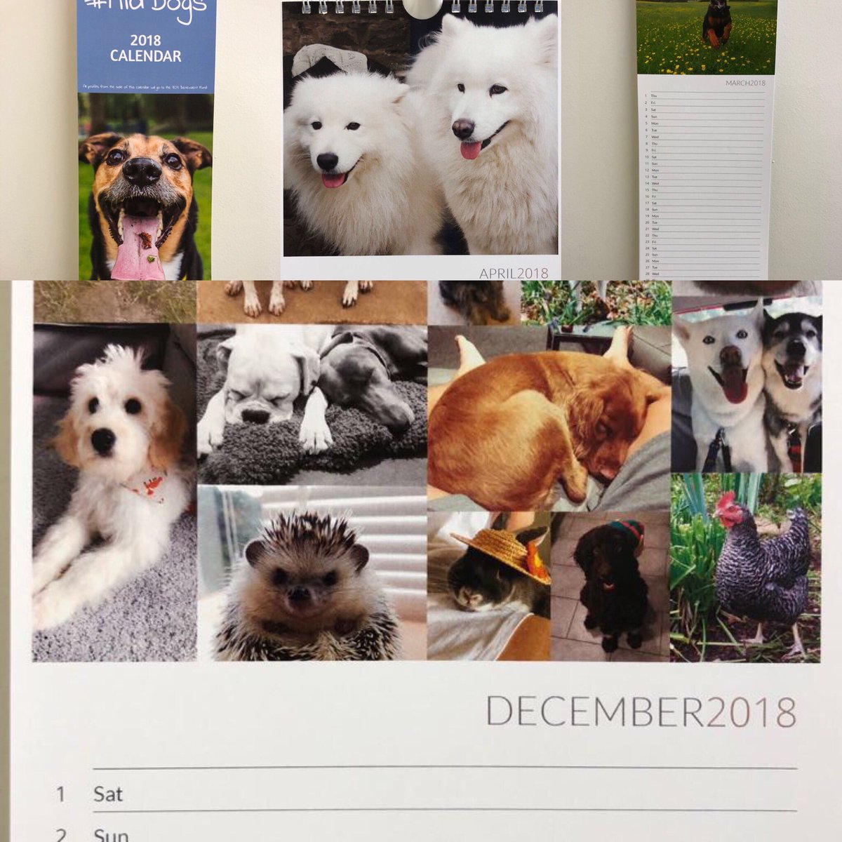 charlMidwife's tweet photo. Last few remaining- buy one of our #MidDogs calendars - fab chrismas present! DM me if interested! https://t.co/108fs2NhC3