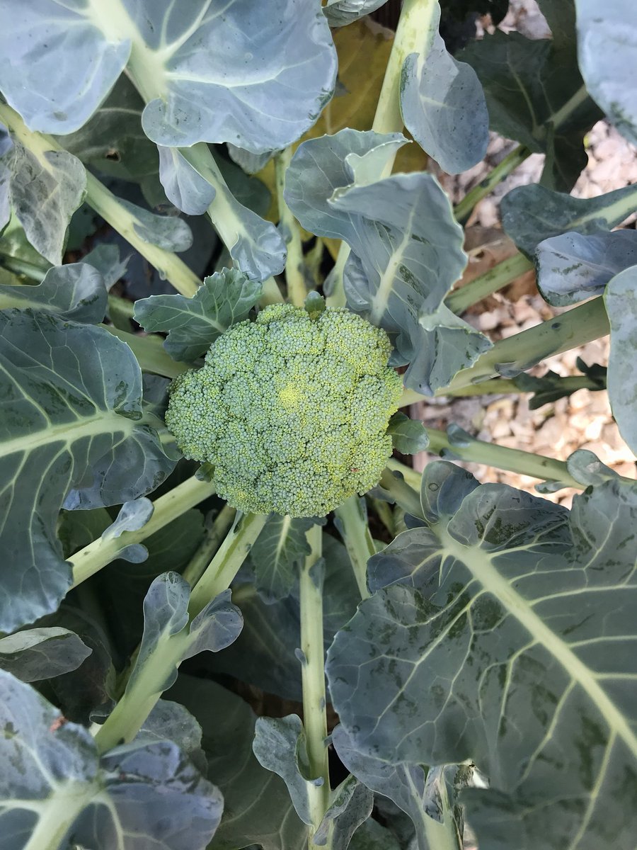 El que planta siempre tiene.
#educocina @HuertasCom #huertaorganica #growgreensnotlawns