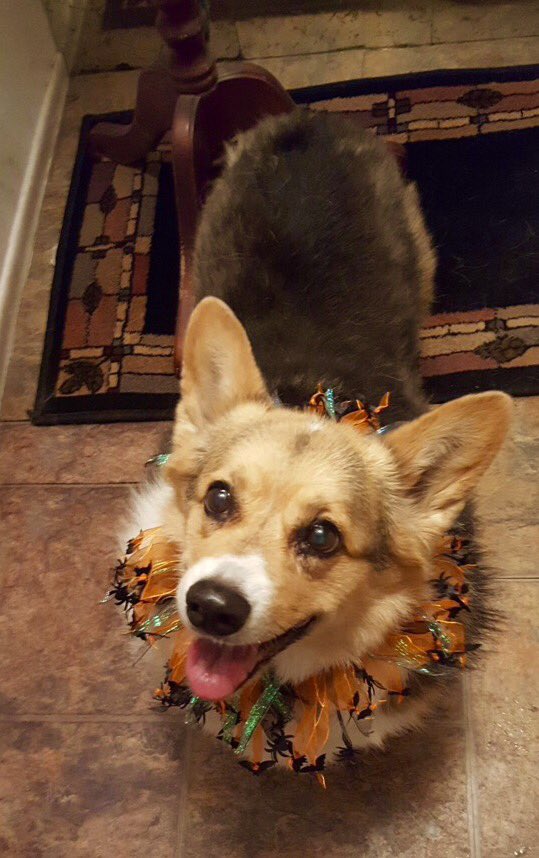 YR_Deeva's tweet photo. Remembering Our Beautiful Pizzy @DogOfFootball on the One Year Anniversary of her Crossing the Rainbow Bridge. LOVE & MISS YOU FOREVER Sweet Girl!!! Hugs & Prayers to your Dear MaMa @BarbRichter1 & your Brothers Mr. BIGGZ @awesomemrbiggz & Corki.๐๐ปโค๏ธ๐ถ#WhereInTheWorldIsPizzy https://t.co/tZpUvovxMZ