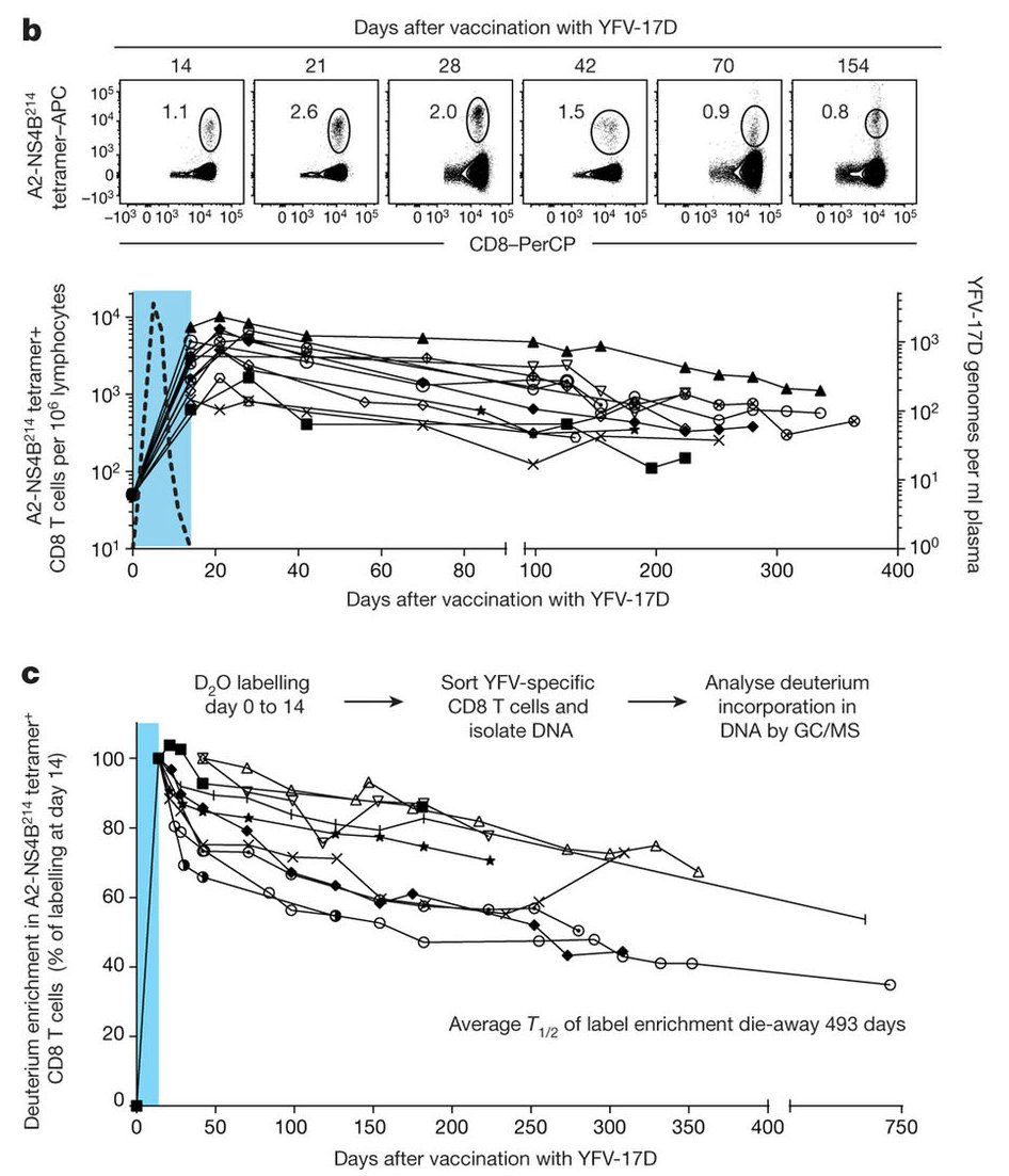 mmw_lmw's tweet photo. #AntigenSpecific #MemoryT cells in Humans | HeavyWater labeling reveals very little #CellTurnover (450 day doubling) | RafiAhmed @EmoryUniversity @nature https://t.co/NM96jp3lIZ https://t.co/AZDvRGuapJ