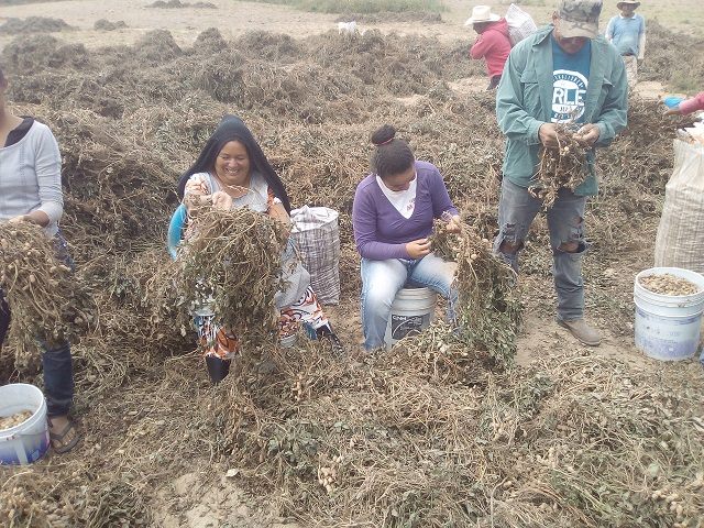 CobachSustenta's tweet photo. Proyecto Productivo y/o de Aprendizaje Significativo de Siembra y Cosecha de Cacahuate, Plantel 77 José María Pino Suárez, Coordinación Istmo Costa. 
Vinculado al ODS No. 4, ODS. No. 2, ODS No. 8  y el ODS No. 12 #SoyCobach #SoyEmprndedor. https://t.co/HyLatKpZXi