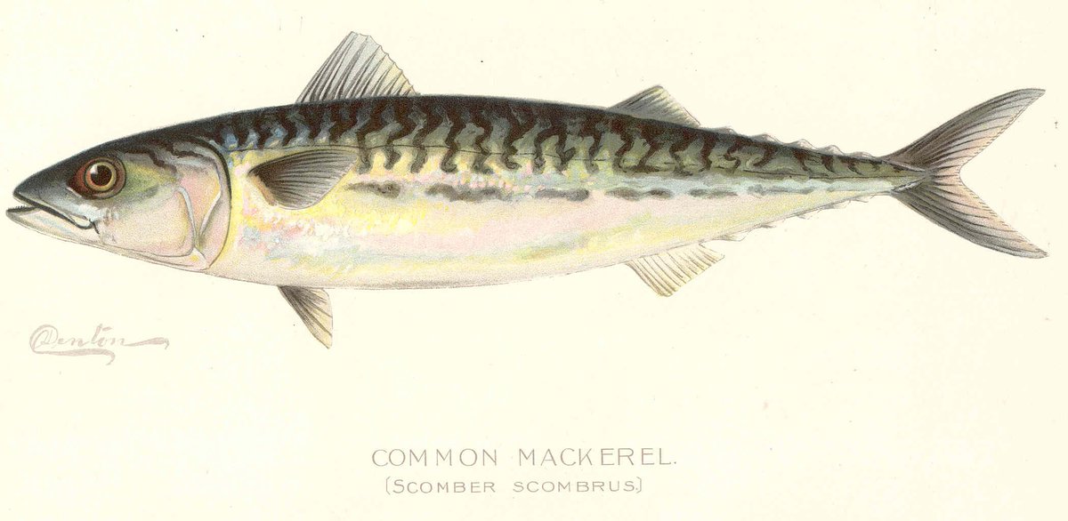 GMRI's tweet image. Mackerel use the beautiful stripes of their neighbors in the school to match speed and stick together. #12DaysofFishmas #prettyandpractical