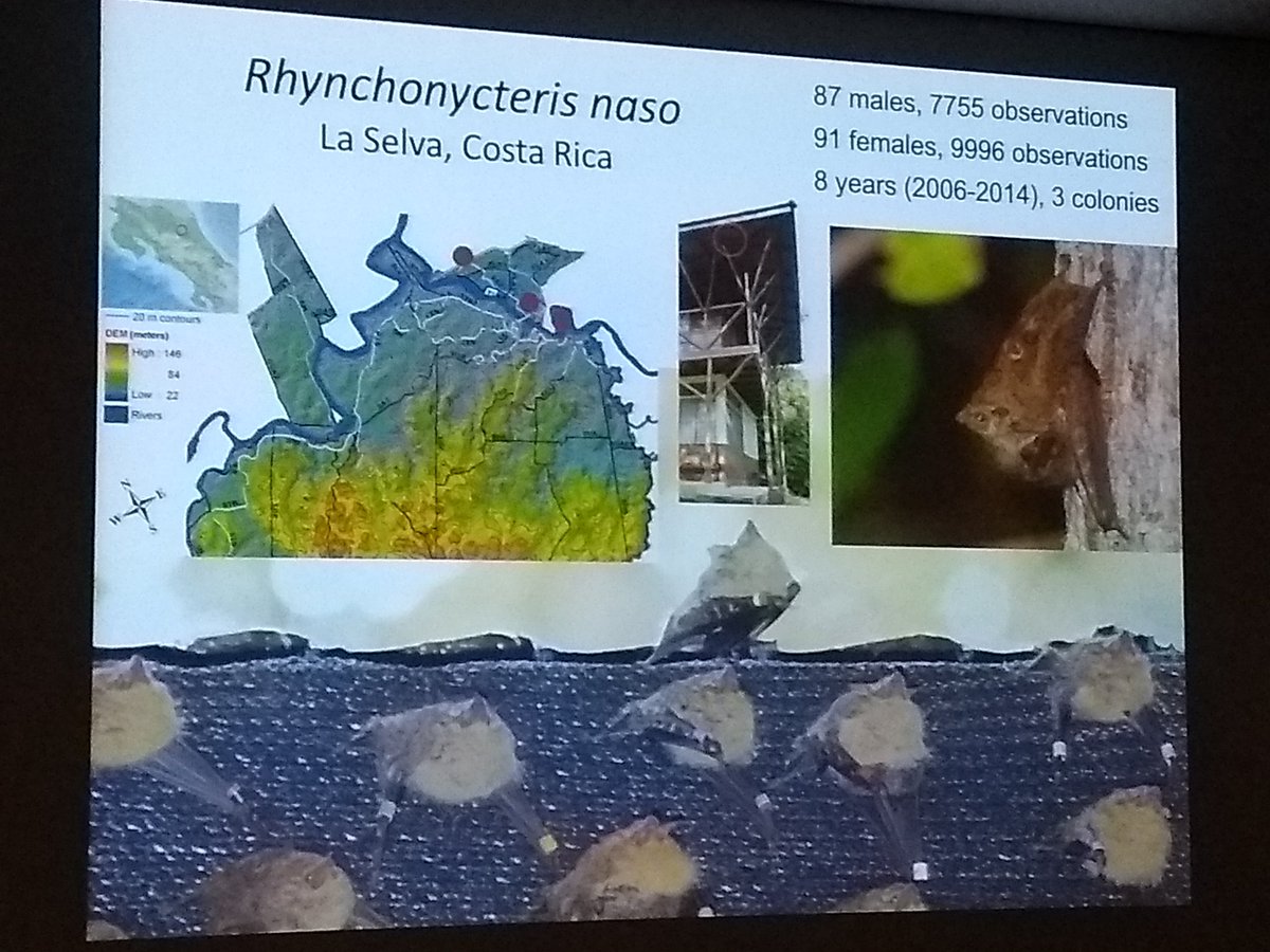 Some interesting findings from cross species social network and relatedness comparisons in #bats #GFT #SocialComplexity