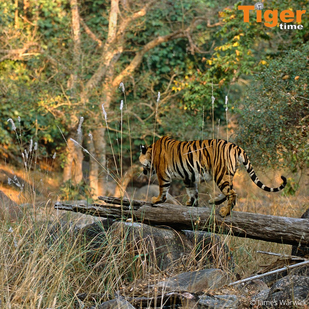 TigerTimeNow's tweet photo. A tigers tail is about one metre in length. It helps hem balance as they run, walk &amp; jump https://t.co/DW1xYl04HX https://t.co/aDFlIW6YWy