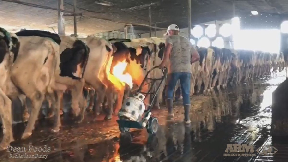#BREAKING New video shows cows being speared, burned at another Florida dairy farm bit.ly/2CkkYSK?utm_so… https://t.co/OwttBfBnbU