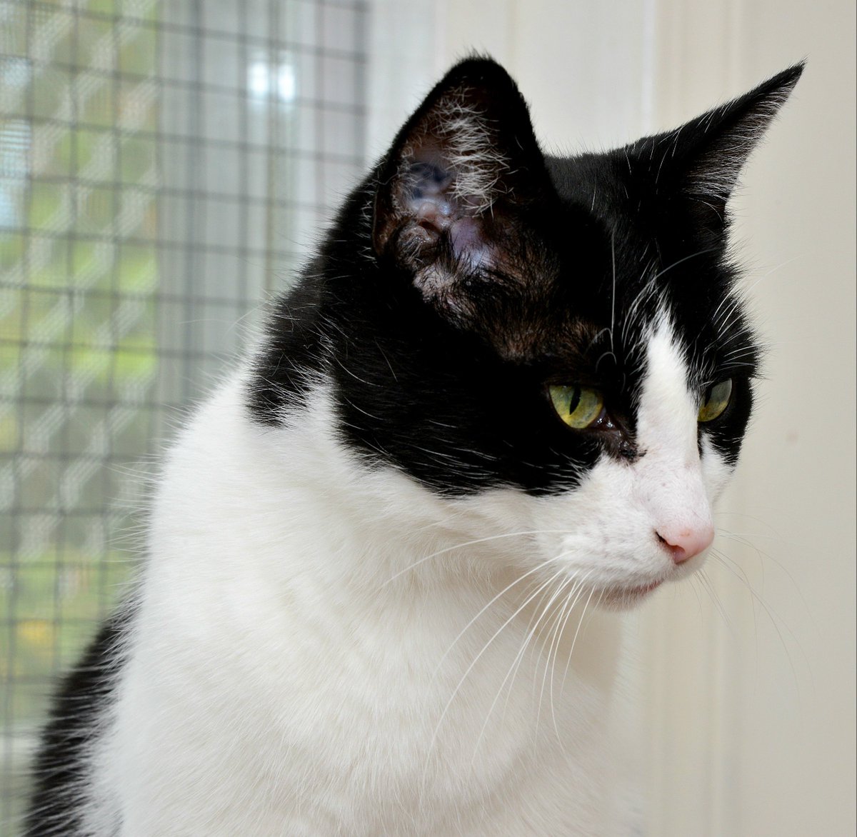 ChwkSafeHaven's tweet photo. #GoodMorning! #ThursdayThanks from Shelby and all of the #SafeHavenCats in #Chilliwack to our newest #TwitterFollower @NatlToday! It's a #ChillyThursday in #BeautifulBC and it's #InternationalMonkeyDay! We open shortly so come out and visit our cats to pick out your favourite one https://t.co/q2WLZCZunh
