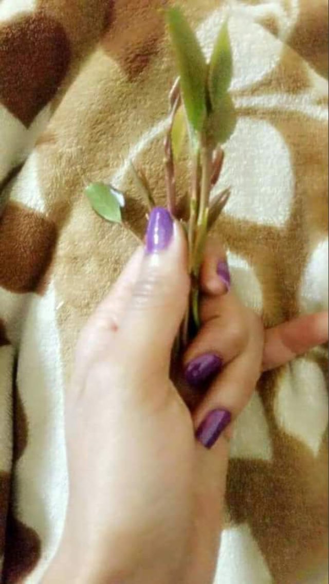 P7oXa's tweet photo. مساء الخميس الونيس  💋💋💋 https://t.co/z9ncgZLTRF