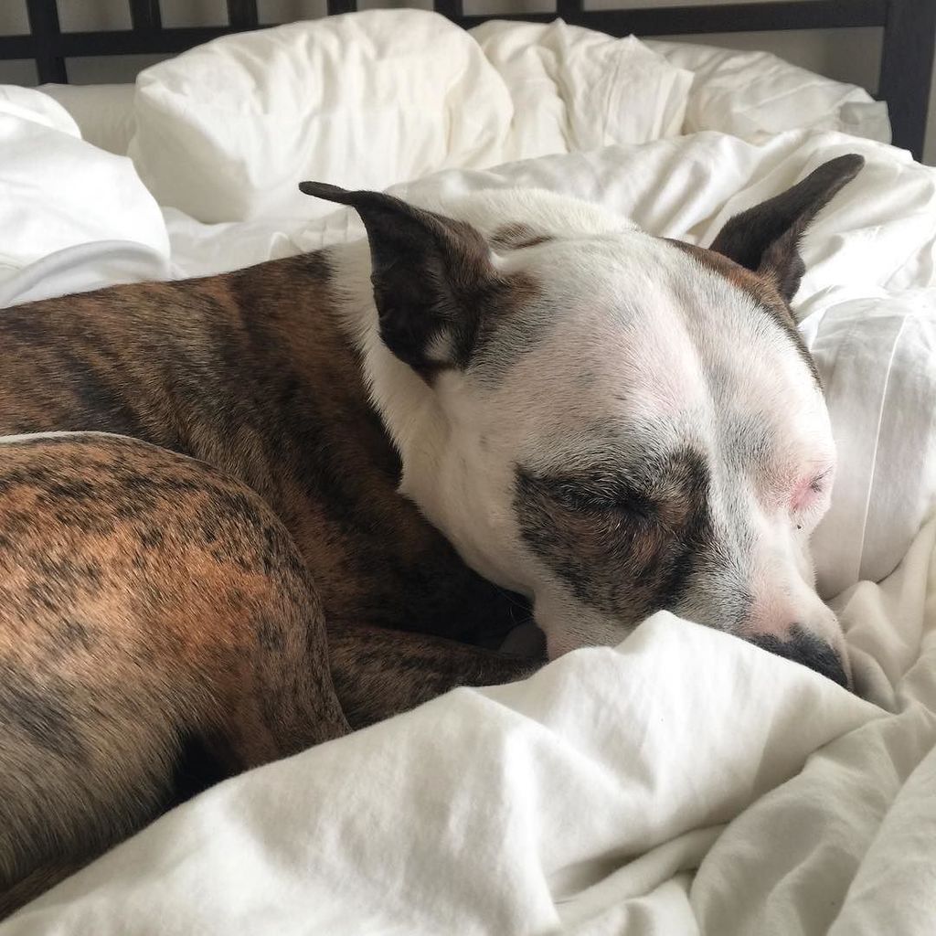 lolathepitty's tweet photo. 😴 sleepy over here after a long night of rushing outside. Friends - can we get your input on #dogfood ?! I’ve switched Lola to a bland diet as of today because something is making her sick 🤕. We’re currently feeding Acana Pacifica. Has anyone tried @… https://t.co/kHBK9oV4Xm https://t.co/DvavsTAJIX