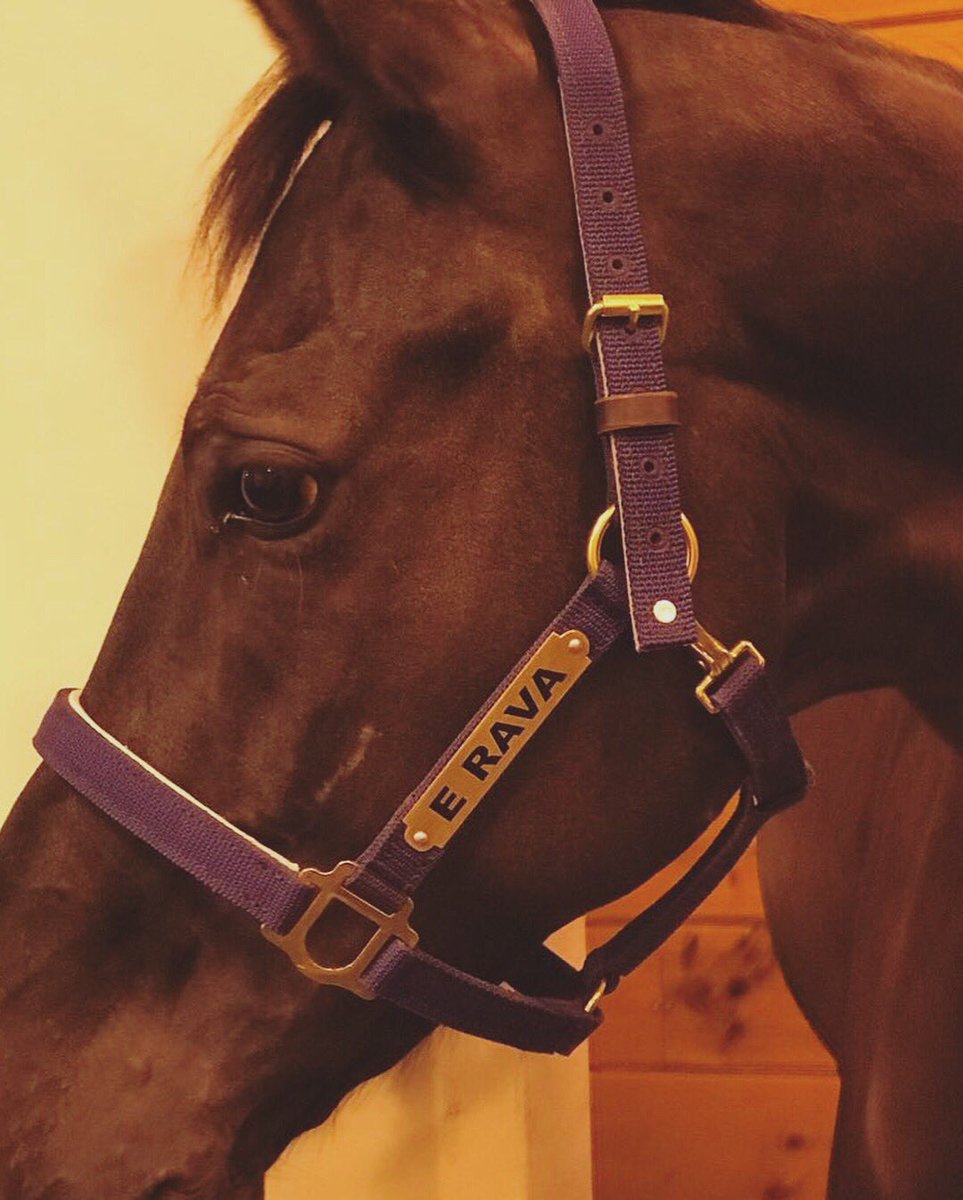 VirginiaYarur's tweet photo. 🐴 E Rava
🐴 Floro
🐴 Finn
🐴 Debussy
Pre-flight mode 👌🏻
🛫🔜Miami🇺🇸
@ESP_GDF 2018
#dressage #horse #horsetransport #dressagehorse #agdf #travel #equestrian #twohearts https://t.co/1pSorcHKFt
