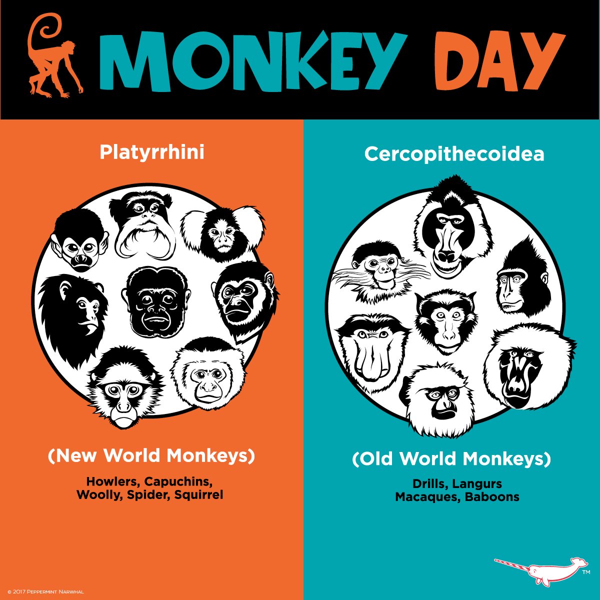 Jill_E_Scott's tweet photo. Happy #WorldMonkeyDay! #KnowYourMonkey 
There about 260 known living species of #monkeys which come in 2 varieties: #NewWorldMonkeys (#Platyrrhini) from South and Central America &amp; #OldWorldMonkeys (#Cercopithecidae) from Africa, Asia, &amp; Gibraltar.
Thanks, @PepomintNarwhal! https://t.co/muWnTrKNsy