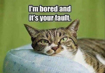 catsnkittys's tweet photo. Have you entertained your kitty today? https://t.co/o3PvDl8xWl