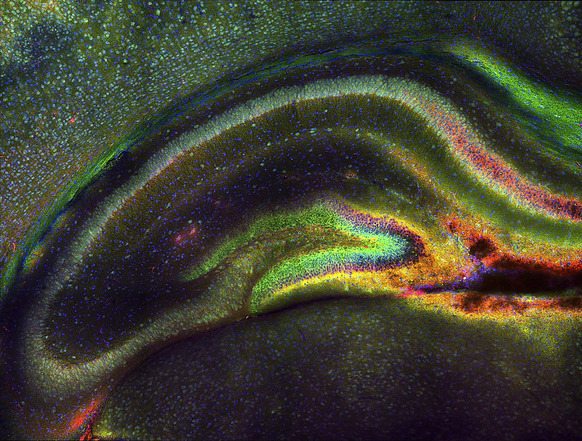 Volume III, Issue I of JUST releases today! Check out the new issue on our website to read about the latest and greatest undergraduate research happening on campus! justjournal.org