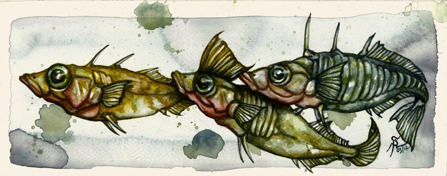 jonatortue's tweet photo. My profile header photo from Simone Des Roches: https://t.co/Q6T62a0FIw @simonedesroches #stickleback #phd #studyspecies #Gasterosteus (yes I did ask the author because #copyright and #attribution is important) https://t.co/rfTnREjp69