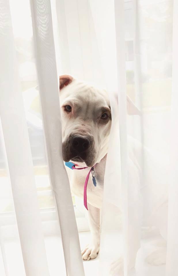 dburescue's tweet photo. Hey someone let me in!!!
Finn wants to know who has room in their heart and home....for a beautiful young girl who is kid, dog, and cat friendly??
Apps at this link.. https://t.co/DwaBp9jmIg
#thurdaythoughts #Pitbulls #HomeForTheHolidays @StubbyMovie https://t.co/HoOcEM9rQt