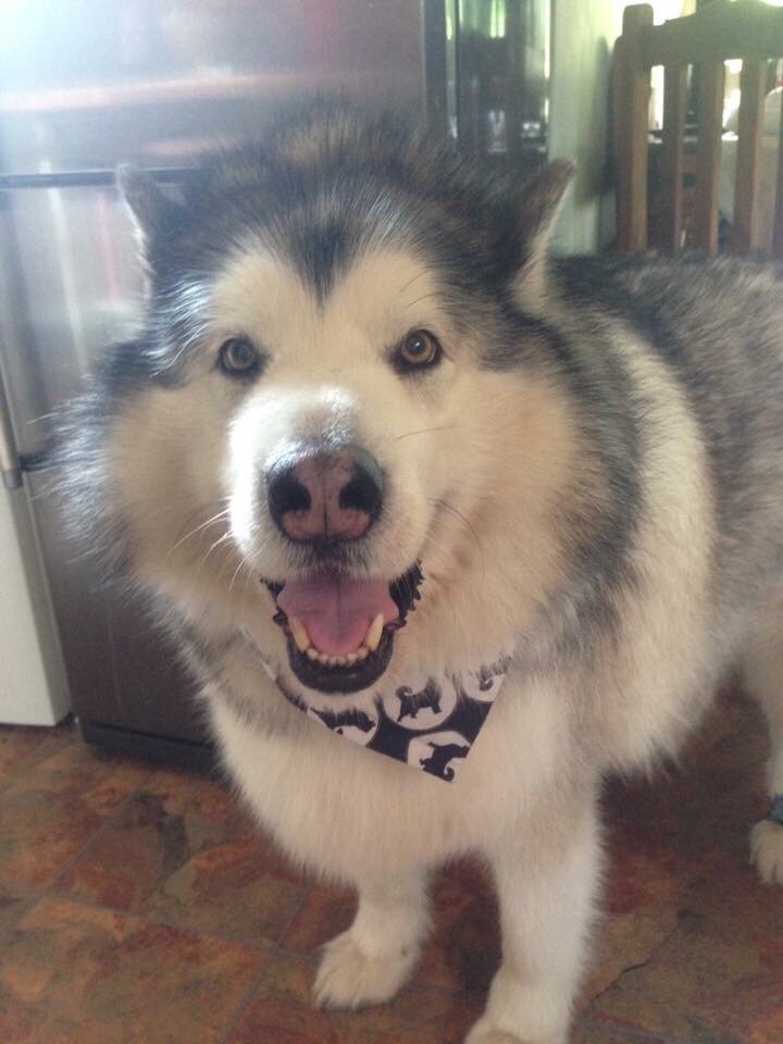 Please help Malamute Matters win Artics Legacy Cash Competition malamutematters.wordpress.com/2017/12/14/ple…