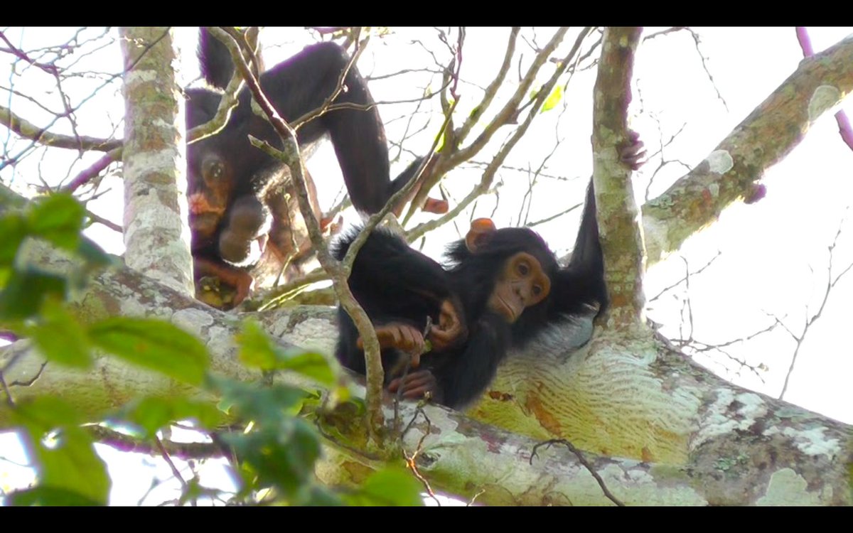 beefallon's tweet image. Here&apos;s an adorable, sorrowful face for you, @NakedPrimate #VideoCoding #IWasActuallyFilmingTheTesticlesInTheBack
