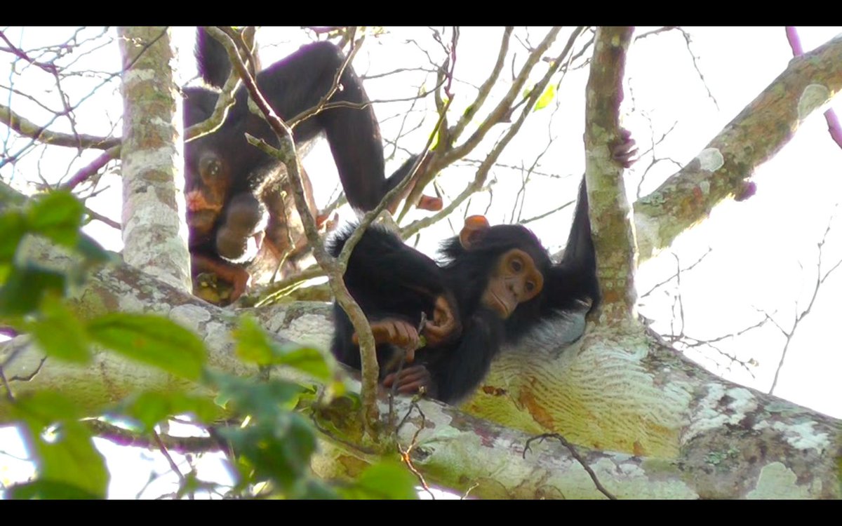 Here's an adorable, sorrowful face for you, @NakedPrimate #VideoCoding #IWasActuallyFilmingTheTesticlesInTheBack