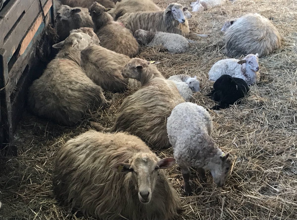 Gure familiaren parte dira 💚 #gurebaserritarrak