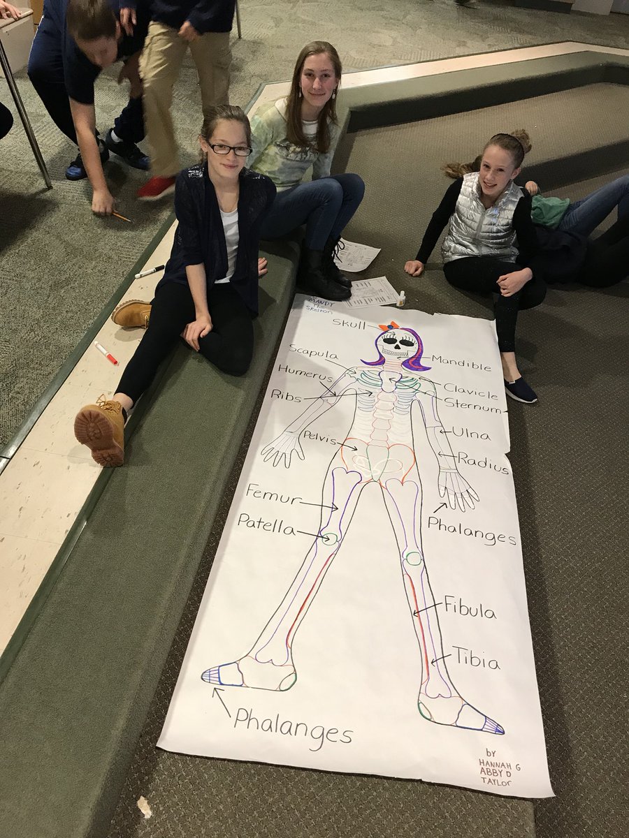 TheHealthyTiger's tweet photo. Busy week in 7th grade Health! Finished our life-size skeletons and they came out great! We even got to see what a broken tibia with a cast looks like #IMSTigers https://t.co/zRfk8AI9rv