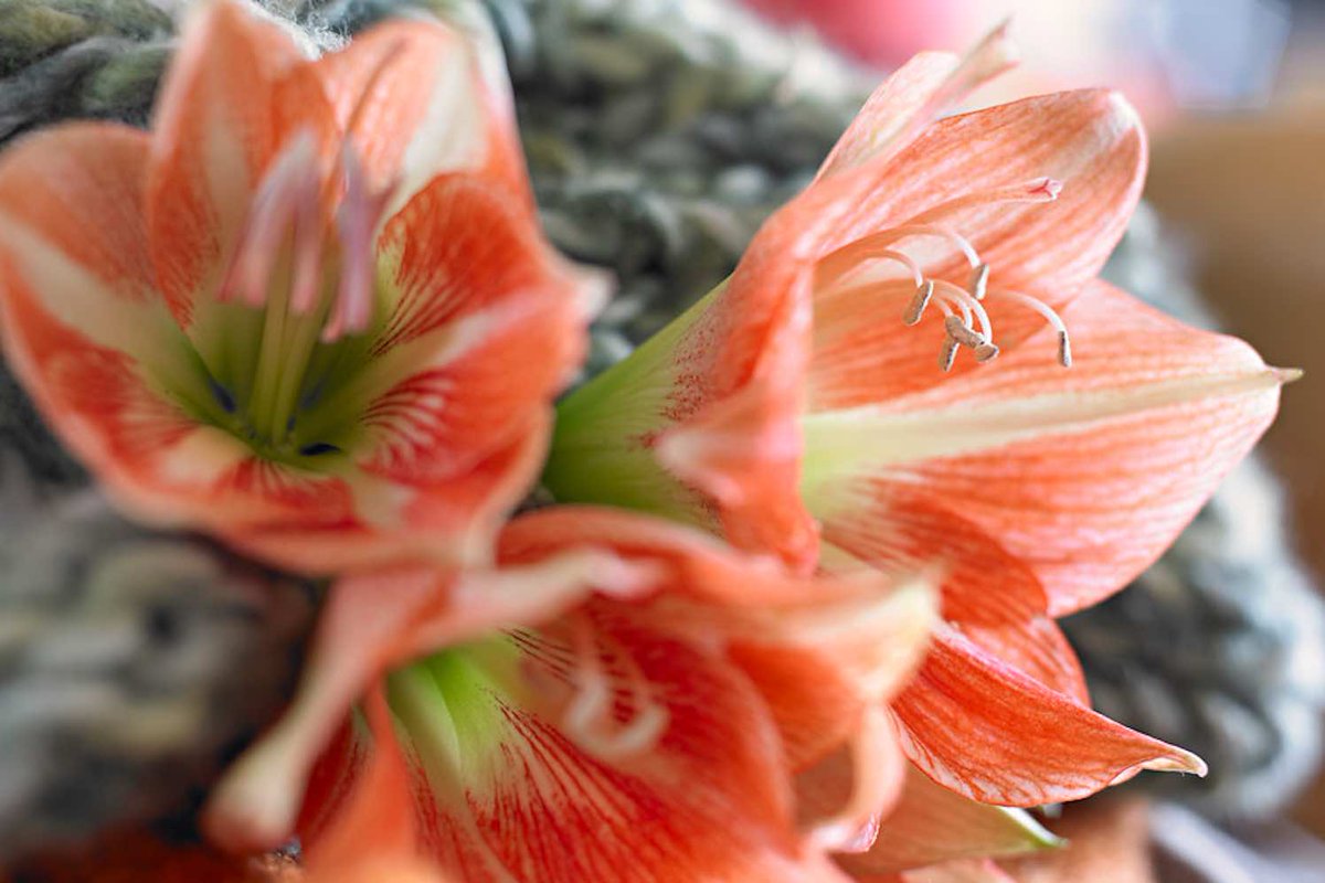 GroenVandaag's tweet photo. #Amaryllis, de sierlijke #kerstplant. De keuze rond de #feestdagen is groot. https://t.co/yP3a0Vy9Ww #kerst @AmaryllisInfo #woonplant #bol #interieur #wonen https://t.co/Gw1TkussXD