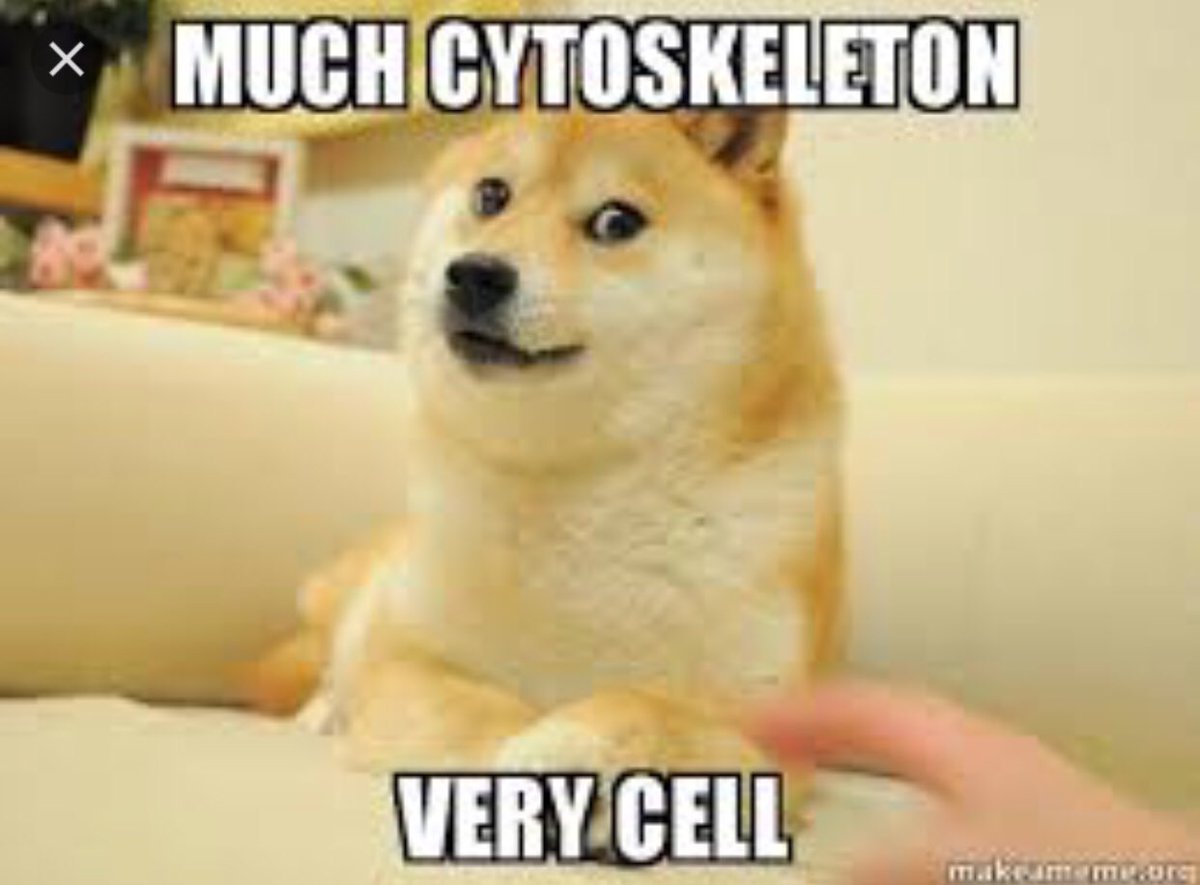 Cytoskeleee's tweet photo. @HApbio #organellewars https://t.co/sPshjAl4Sq