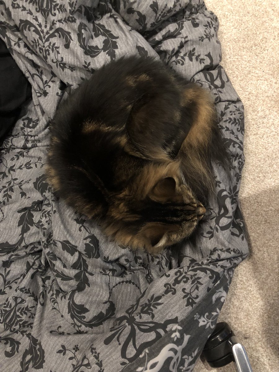 Why Does My Cat Always Look Down