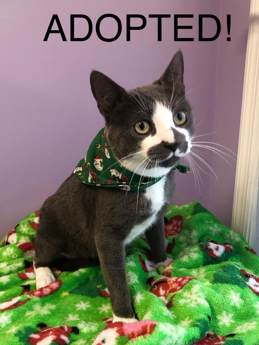 bghumane's tweet photo. Enzo Adopted! https://t.co/w3KDupZNpC
