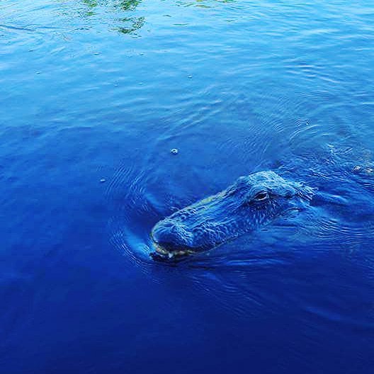 We're just cruising through the week like this guy! See you later alligator after while crocodile. Do you know how to tell the difference between an alligator and a crocodile?
#marinebiology #saltlife #fl #marinelife #FlLife #Floridalife #beautiful ift.tt/2Bn46wS