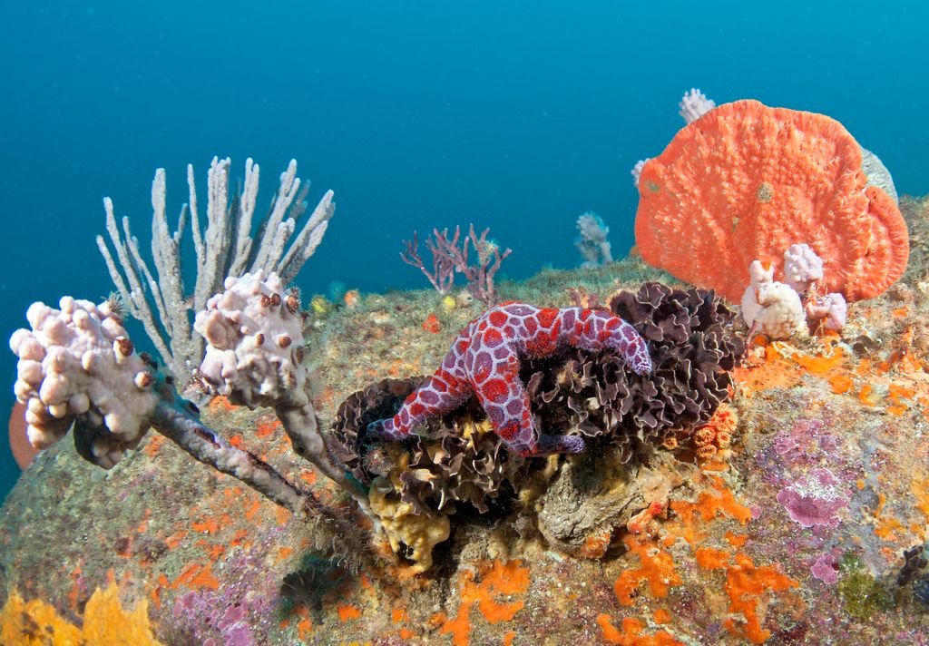 Corals come in some spectacular hues, but they also provide homes for equally fabulously-featured creatures like this red-and-purple starfish. Style + substance = #ColorsOfCoral #50Reefs
