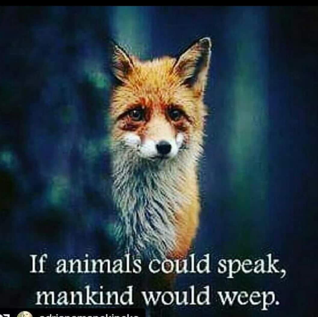 EndFurFarming (@endfurfarming) on Twitter photo 