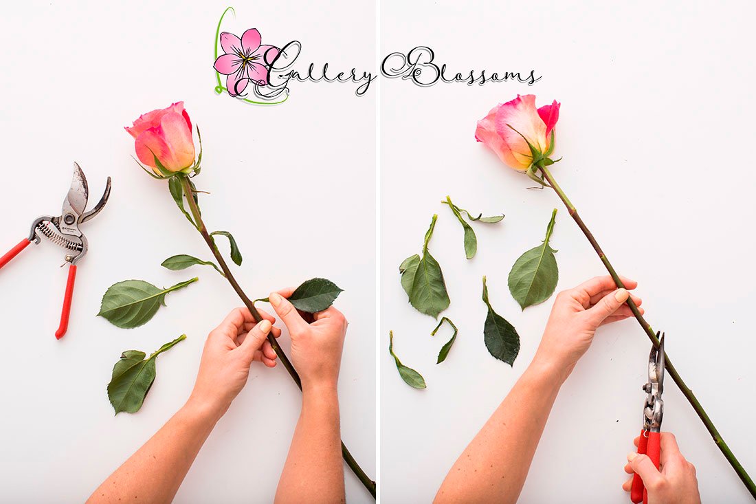 GBFlowerpassion's tweet photo. Flower Tip: cut an inch off the stems when you first get flowers so that the fresh cut will help the stem absorb water better. 

#flowercare #flowertips #galleryblossoms #flowerlove https://t.co/8UaD2Q9c2M