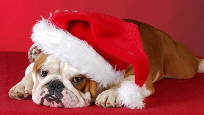 missstateinchi's tweet photo. Will we see you at Christmas Brunch Sunday? Join your fellow Bulldogs for the 2nd Annual Holiday celebration! 
When? 12/17 from 12-3pm
Where? @OldTownSocial https://t.co/xLReNeIlCJ