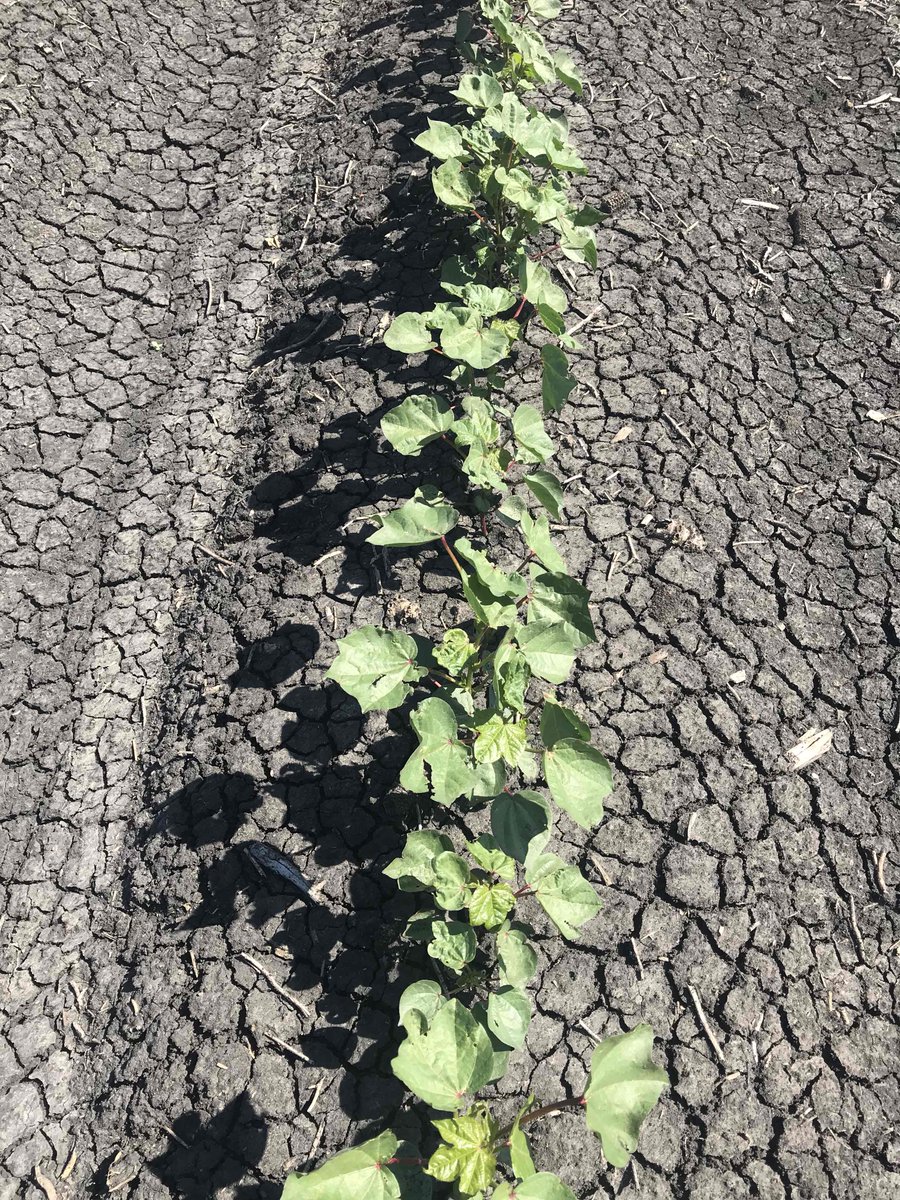 BlackEarthAgro's tweet photo. Current difference between plastic and no plastic. 2-3 nodes better. Identical field and treatment. https://t.co/yiT4nMWhIU